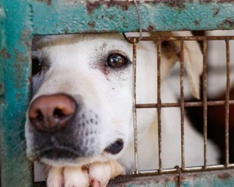 Marches on Animal Day: what will be the routes and concentration points