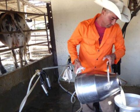 Milk production in Cuba collapsed almost 60% in the last 21 years