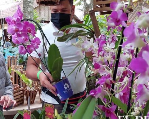 More than 600 species are exhibited at the Bolivia International Orchid Exhibition, this weekend