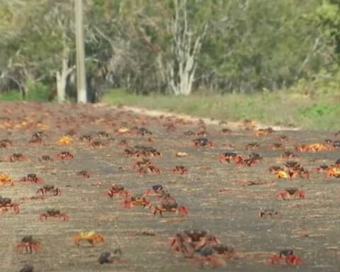 Cangrejos rojos en Cuba, migraciones