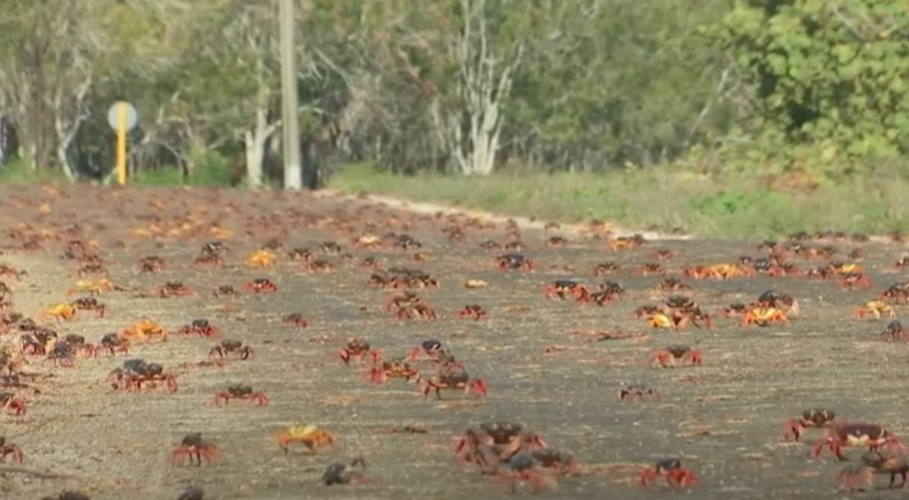 Cangrejos rojos en Cuba, migraciones