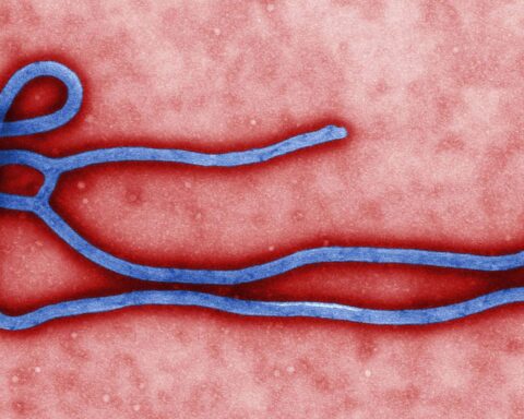 New Ebola outbreak hits the Democratic Republic of Congo