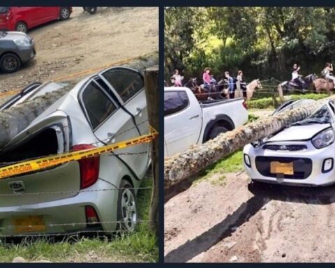 palma de cera Salento