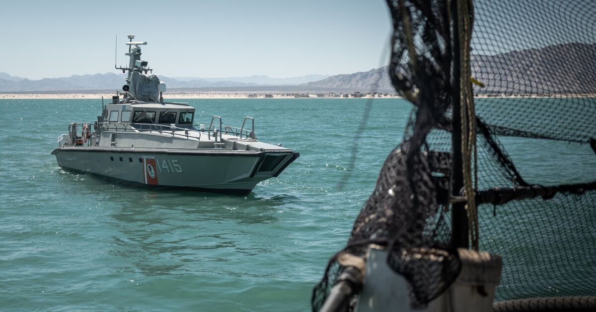 Operation miracle: the plan to rescue the vaquita marina