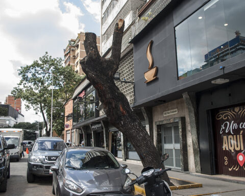 Prosecutor's Office orders Fospuca to be investigated for the case of felling trees in Chacao