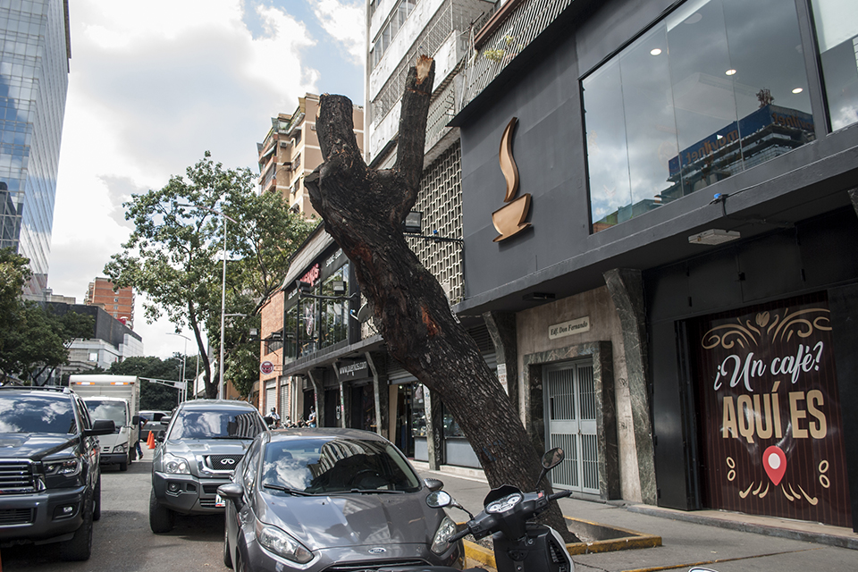 Prosecutor's Office orders Fospuca to be investigated for the case of felling trees in Chacao