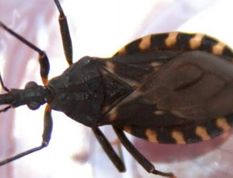 Seven out of ten people who have Chagas disease do not know it