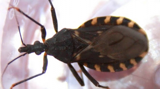 Seven out of ten people who have Chagas disease do not know it