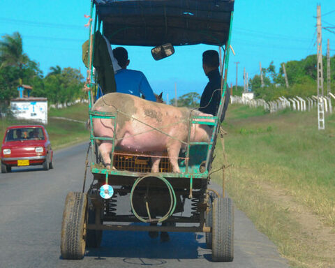The data indicates that the pig is already in danger of extinction on Cuban tables