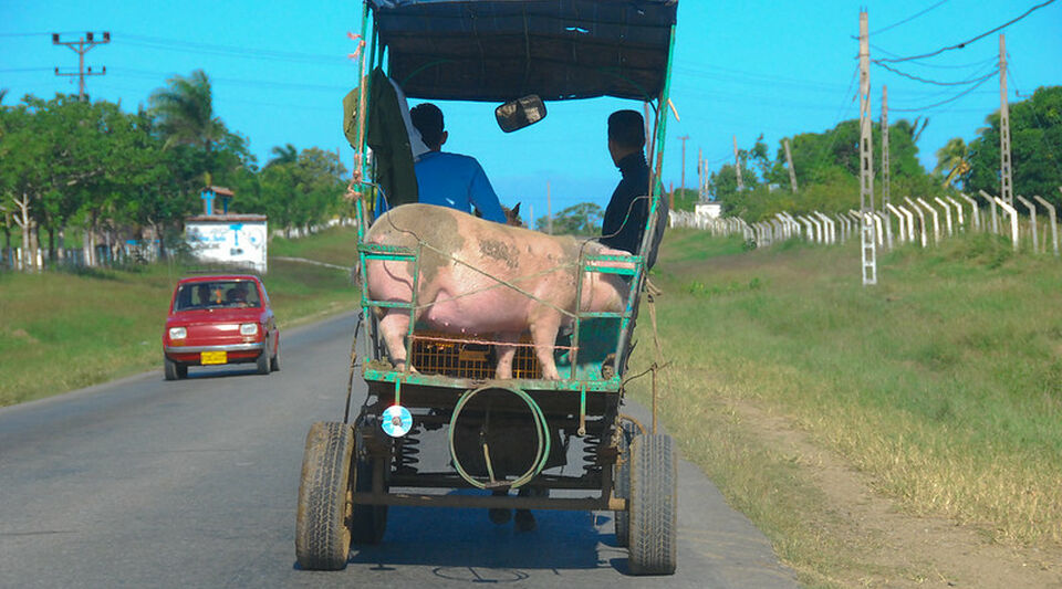 The data indicates that the pig is already in danger of extinction on Cuban tables