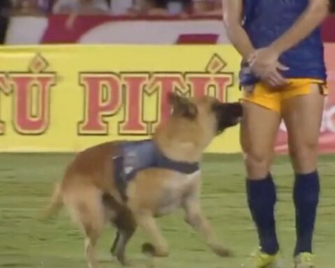 The soccer dog that dribbles and 'steals' the show in Brazil