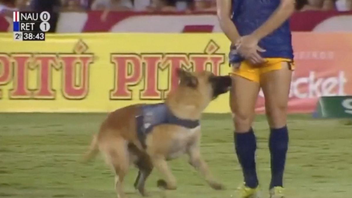 The soccer dog that dribbles and 'steals' the show in Brazil
