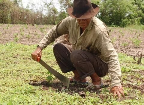 Llaman buscar alternativas ante tasa cero de aranceles