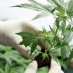 They create the category of cannabis-based plant products for therapeutic purposes