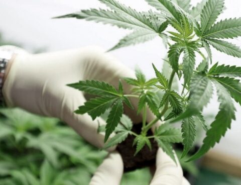 They create the category of cannabis-based plant products for therapeutic purposes