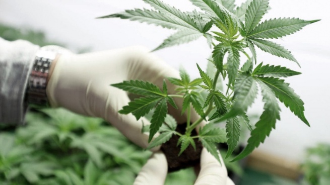 They create the category of cannabis-based plant products for therapeutic purposes