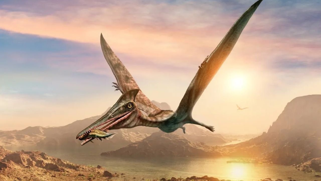 They discover a cemetery of pterosaurs that lived about 140 million years ago in the Atacama Desert