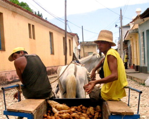 They try to save the potato harvest, which sells for 250 pesos for six pounds in Cuba