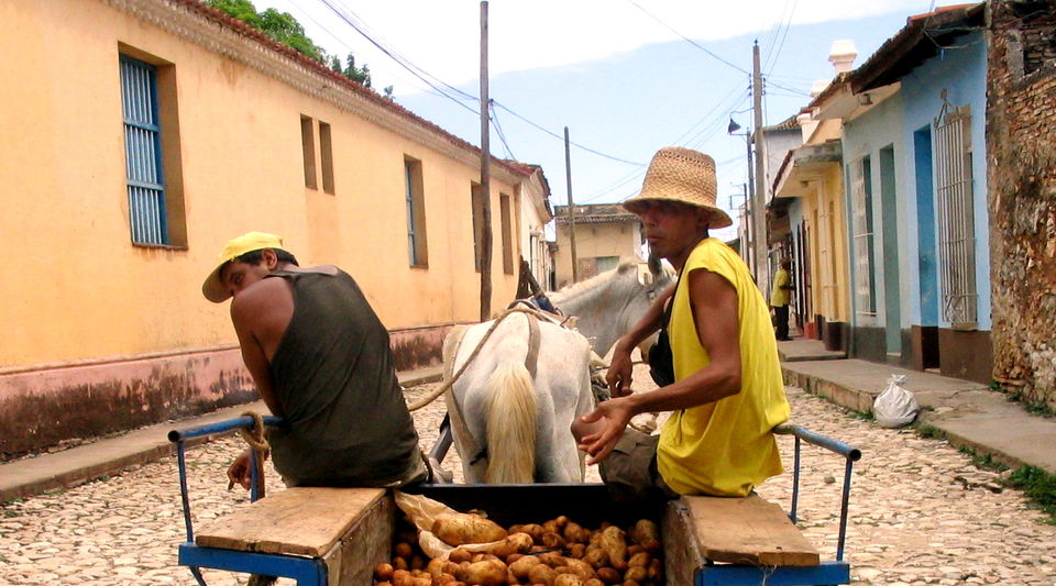 They try to save the potato harvest, which sells for 250 pesos for six pounds in Cuba