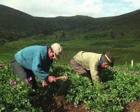 They will grant credits to small producers with rates of 3.5%, says Midagri