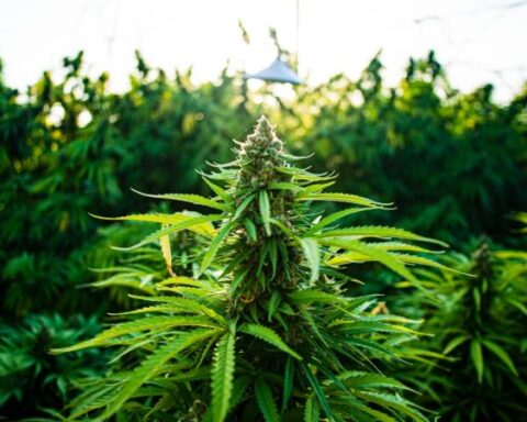 This is the decree that regulates the export of dried cannabis flower