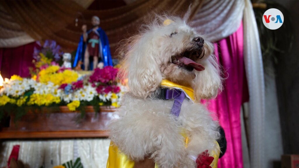 What is the festival of San Lázaro, in which pets are dressed extravagantly in Nicaragua?