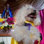 What is the festival of San Lázaro, in which pets are dressed extravagantly in Nicaragua?