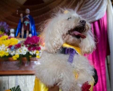 What is the festival of San Lázaro, in which pets are dressed extravagantly in Nicaragua?