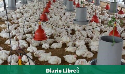 What rejects the Dominican poultry sector?