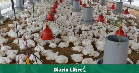 What rejects the Dominican poultry sector?
