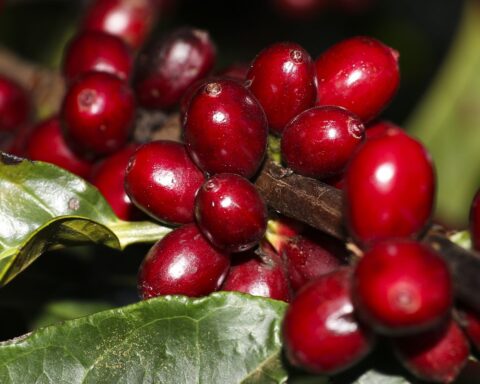 2022 coffee crop could reach 53.4 million bags