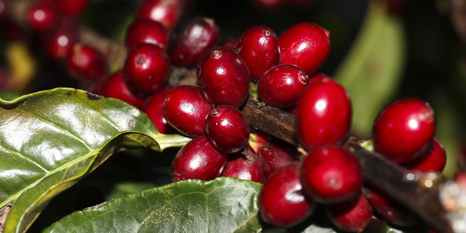 2022 coffee crop could reach 53.4 million bags