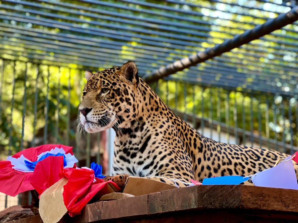 Animals from the ITAIPU Environmental Center savored a banquet for national celebrations