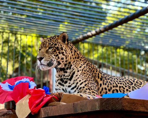 Animals from the ITAIPU Environmental Center savored a banquet for national celebrations