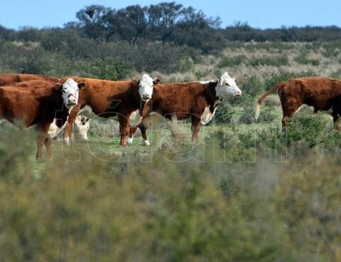 Artificial meat consumption could reduce global warming