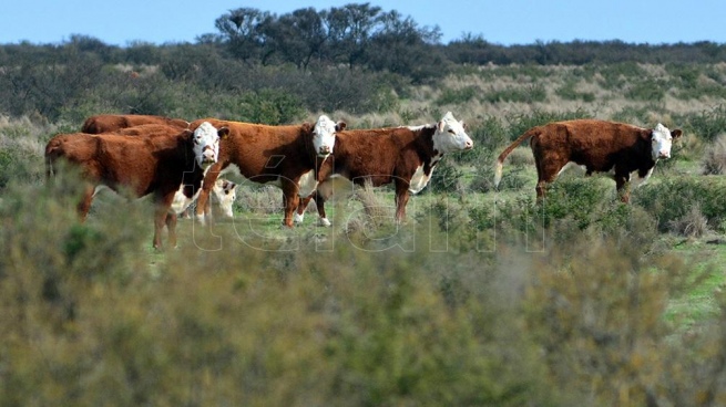 Artificial meat consumption could reduce global warming