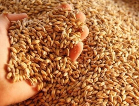 Barley: they project another record harvest after 8.3% more planted area