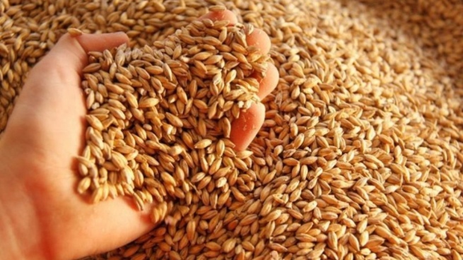 Barley: they project another record harvest after 8.3% more planted area