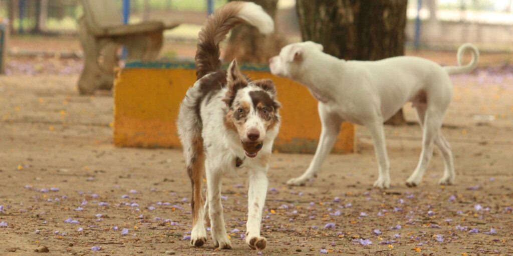 Brasília Ambiental launches dog and cat neutering campaign