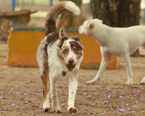 Brasília Ambiental launches dog and cat neutering campaign