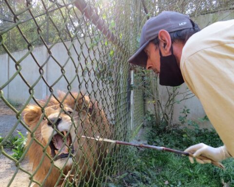 Fotografía cedida por la Universidad de Paraná, emn Brasil, que muestra a una persona mientras toma muestras a un león, para la posible detección del coronavirus SARS-CoV-2. Foto: Alexánder Biondo / Universidad de Paraná / EFE.
