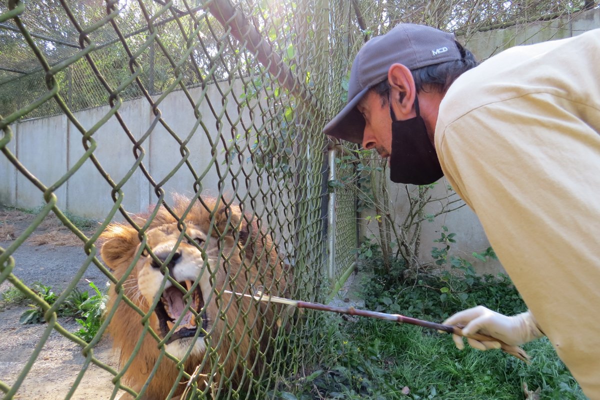Fotografía cedida por la Universidad de Paraná, emn Brasil, que muestra a una persona mientras toma muestras a un león, para la posible detección del coronavirus SARS-CoV-2. Foto: Alexánder Biondo / Universidad de Paraná / EFE.