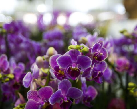 Ceagesp's flower sector estimates an increase in sales for Mother's Day