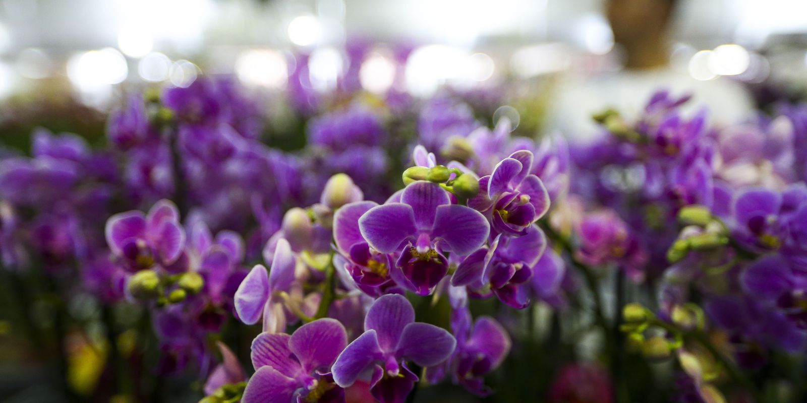 Ceagesp's flower sector estimates an increase in sales for Mother's Day