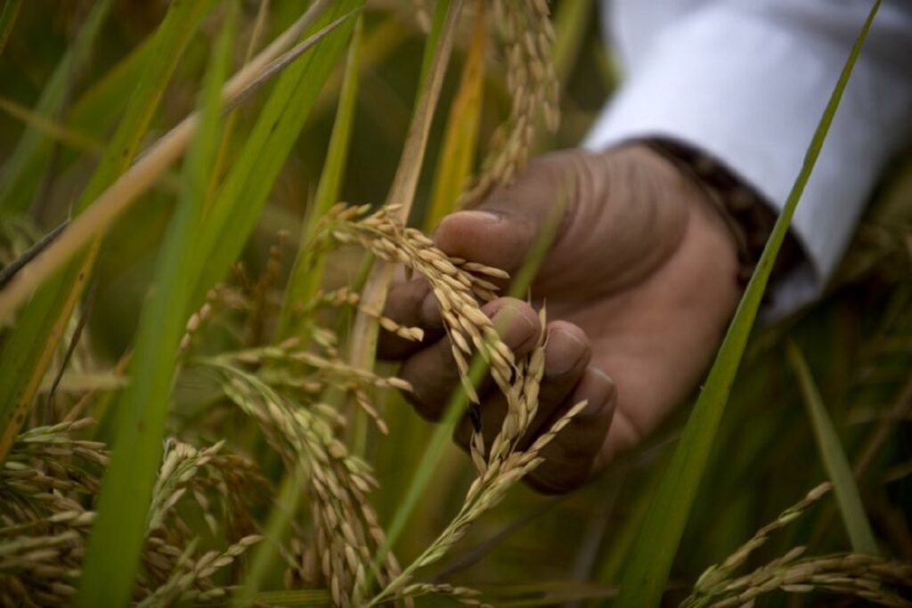 Colombian rice will reach the United States market