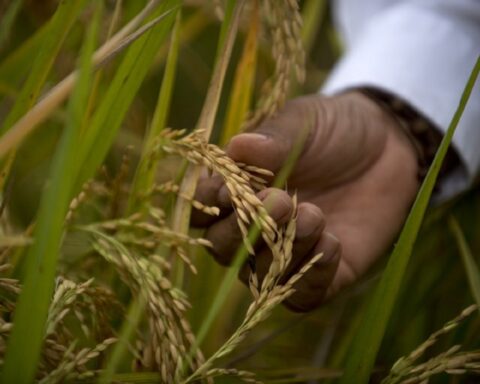 Colombian rice will reach the United States market