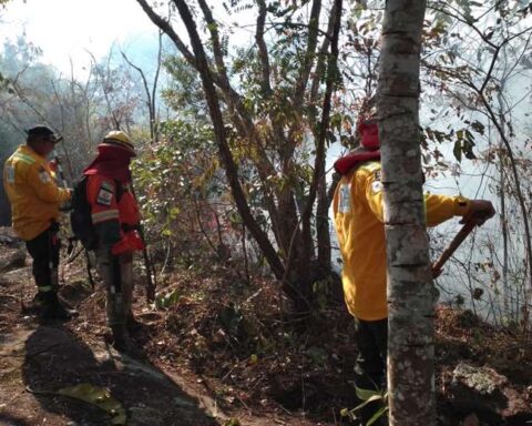 Concepción: fire enters the Orchid Sanctuary and firefighters delay their work due to lack of coordination