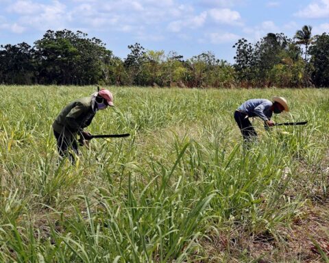 Campesinos trabajan en un cultivo de caña de azúcar, el 29 de abril de 2021 en Madruga, Mayabeque (Cuba). Foto: EFE/Ernesto Mastrascusa/Archivo.