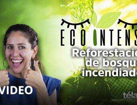 Ecointensa: reforestation of burned forests