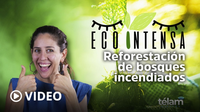 Ecointensa: reforestation of burned forests